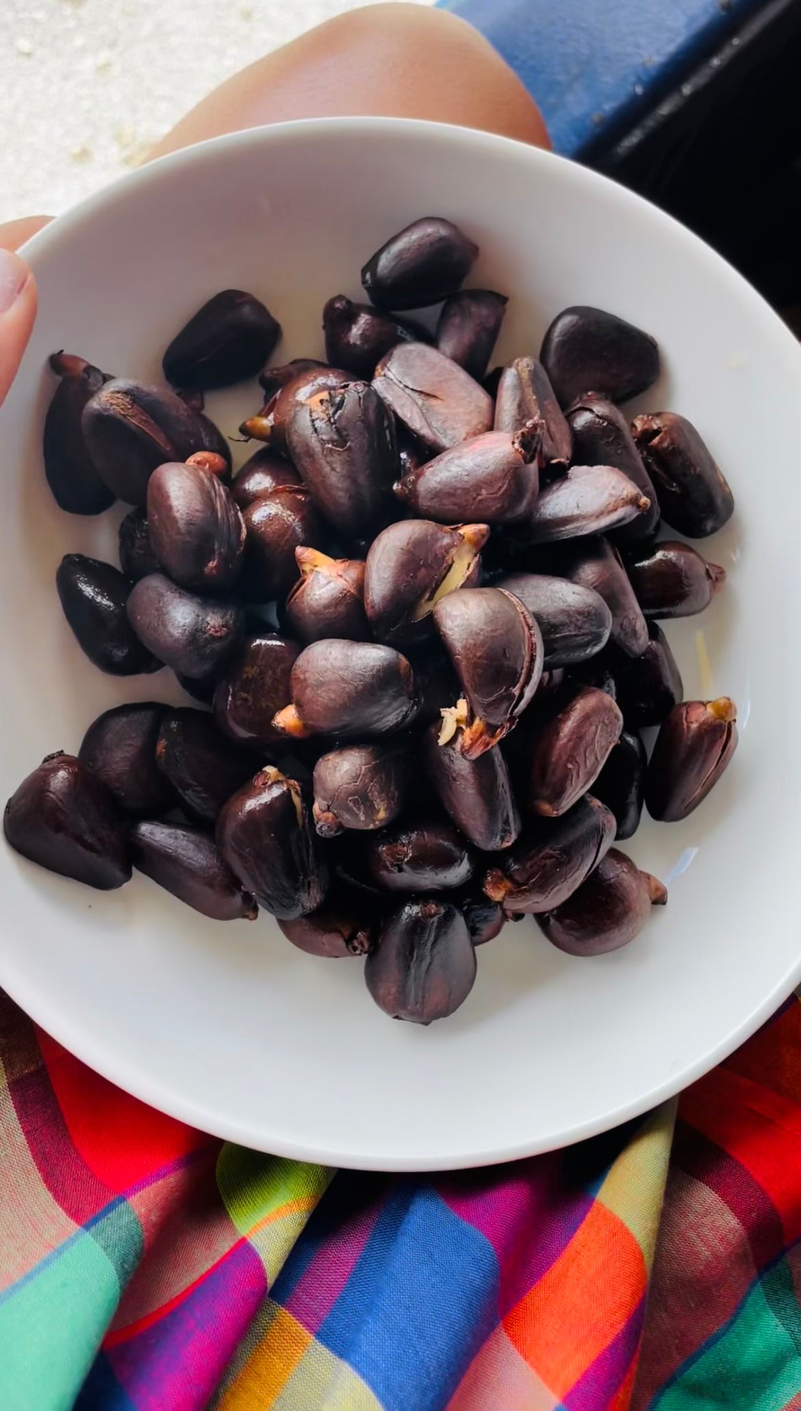 Labapen (Haitian Chestnut)